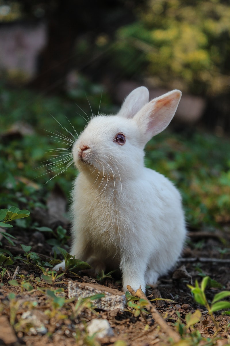 Animaux NAC vétérinaire Paris